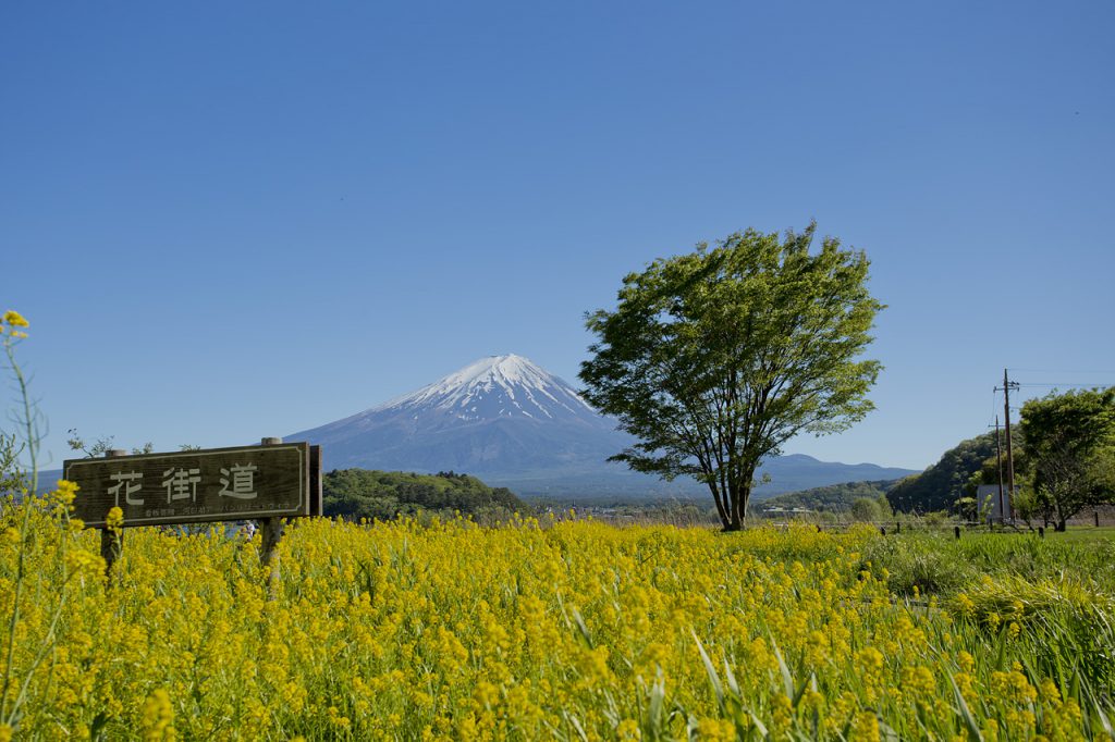 大石公園の花街道