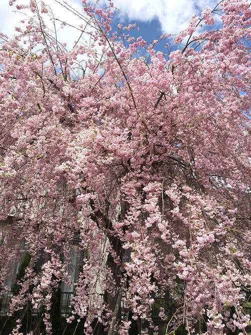 枝垂れ桜