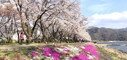 河口湖さくらまつり会場