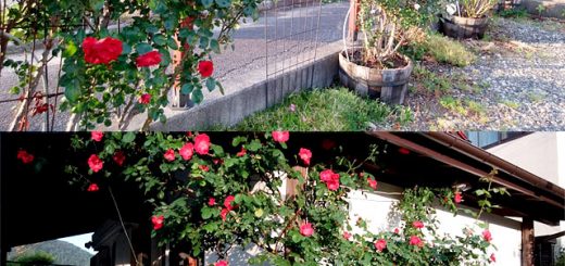 ガーデンの薔薇