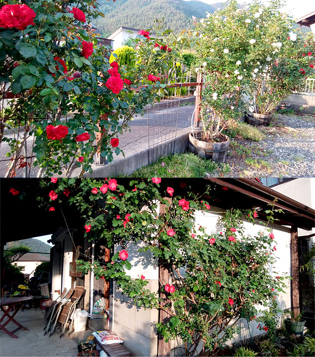 ガーデンの薔薇