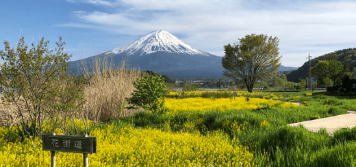 菜の花と富士山