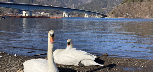 河口湖の白鳥