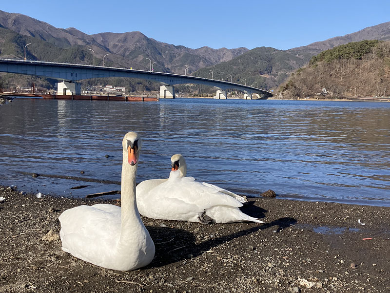 河口湖の白鳥