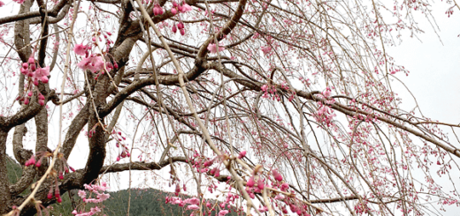 砧のしだれ桜