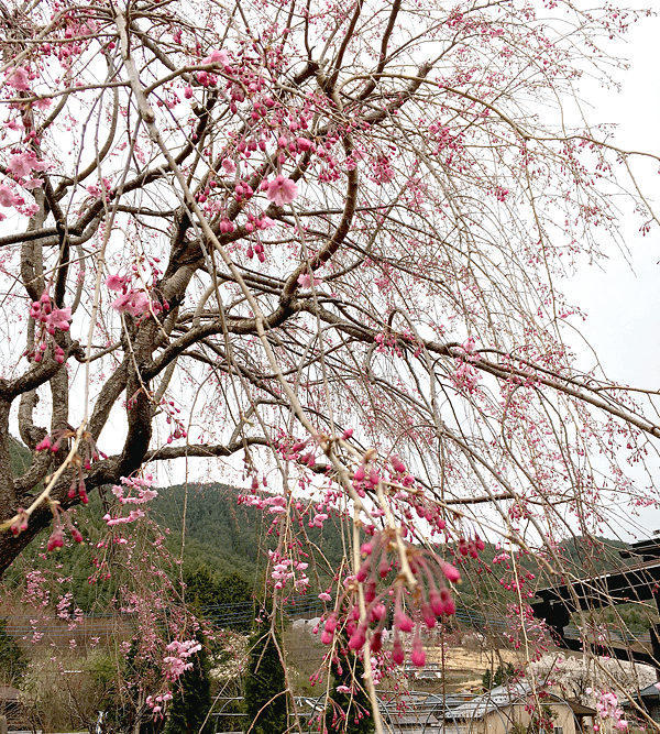 砧のしだれ桜