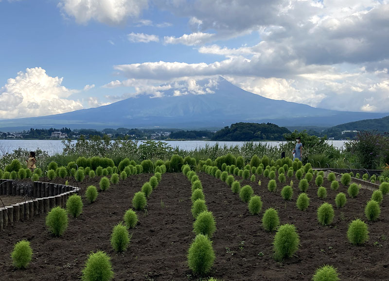 大石公園のコキア