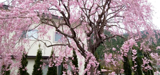 砧のしだれ桜