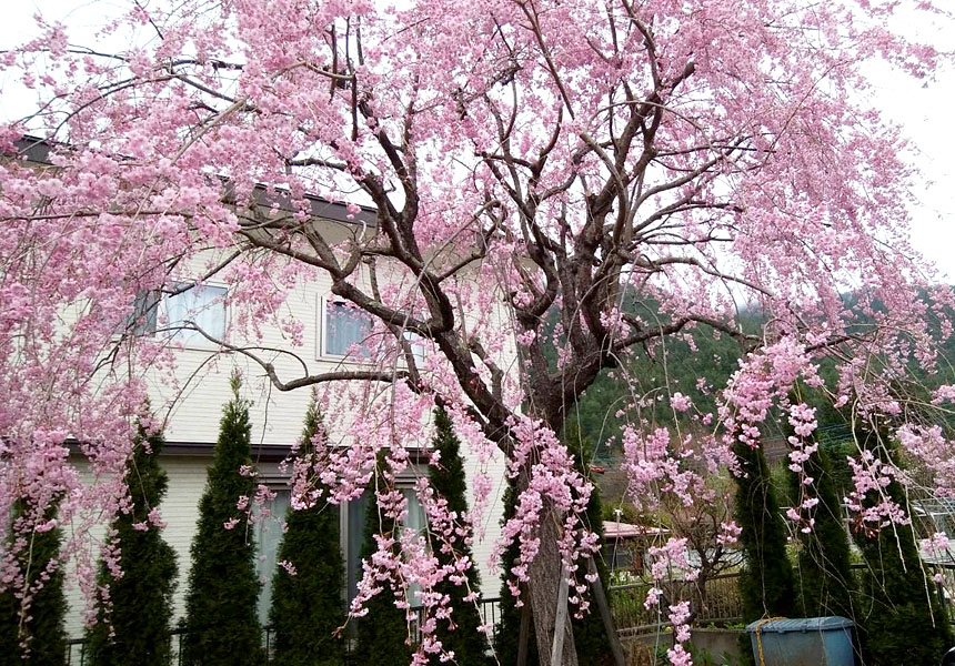 砧のしだれ桜