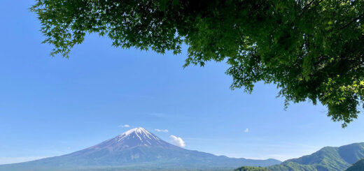 青いもみじと富士山