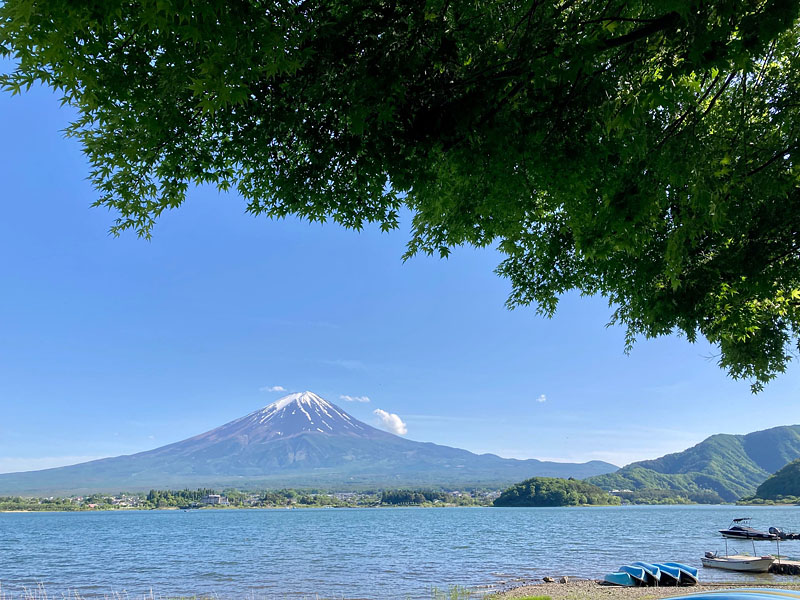 青いもみじと富士山