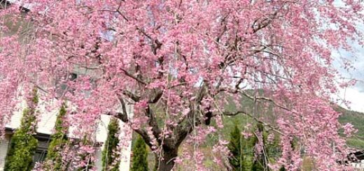 砧の枝垂れ桜