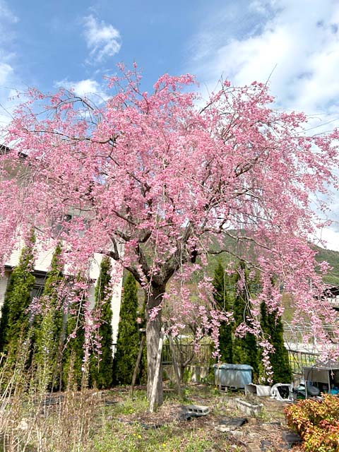 砧の枝垂れ桜
