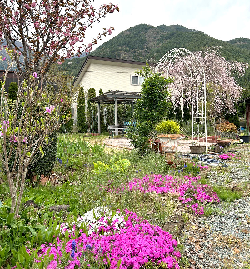 砧の芝桜