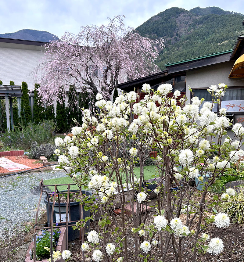 砧の枝垂れ桜